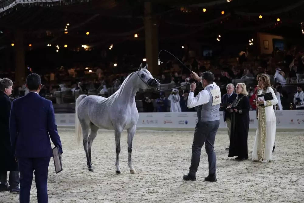 കതാറ അറേബ്യന് കുതിരമേള നാളെ സമാപിക്കും കതാറ അറേബ്യന് കുതിരമേള നാളെ സമാപിക്കും