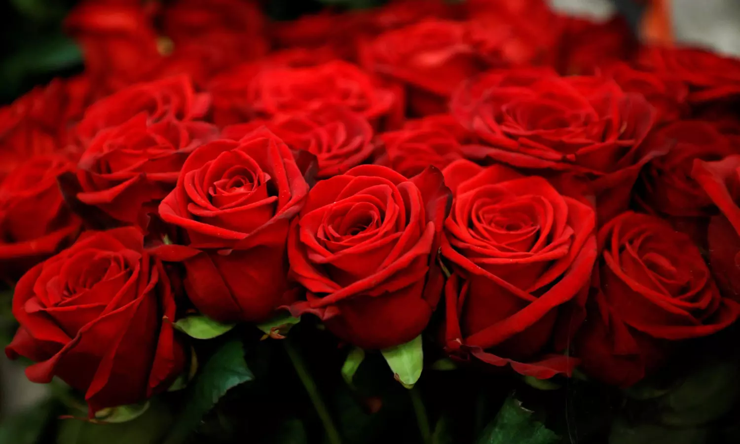 Nepal bans import of rose from India, China ahead of Valentines Day Nepal bans import of rose from India, China ahead of Valentines Day