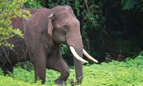 wild elephant kerala wild elephant kerala