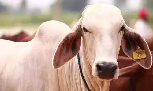 യു ടേണടിച്ച് കേന്ദ്രം; കൗ ഹഗ് ഡേ പിൻവലിച്ചു