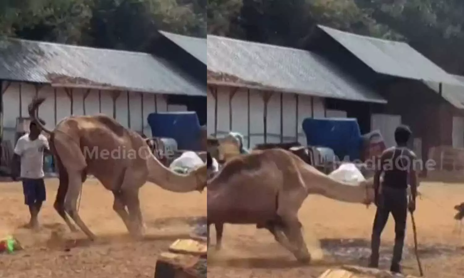 camelattackinPalakkad, Muthurcamelattack camelattackinPalakkad, Muthurcamelattack