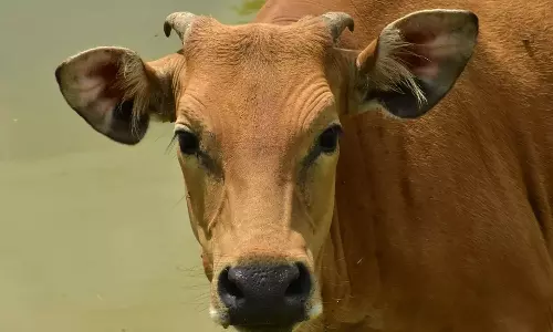 കോട്ടയത്ത് ഭക്ഷ്യവിഷബാധയേറ്റ് പശുക്കള്‍ ചത്തിട്ട് രണ്ടാഴ്ച; നഷ്ടപരിഹാരം ലഭിക്കാതെ കര്‍ഷകര്‍