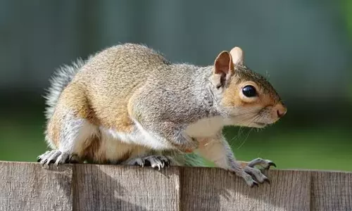 Drugs-sniffing squirrels, join China police force