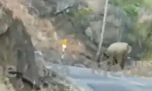 Katana, Attapadi, elephent,