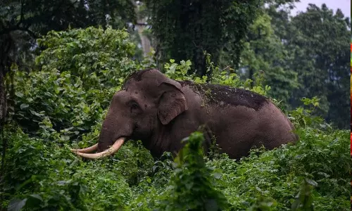 Katana, attack, grocery store,  Munnar