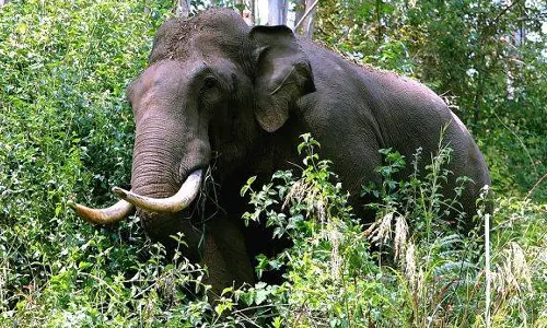 ഇടുക്കിയിൽ വീണ്ടും കാട്ടാനയാക്രമണം; രണ്ടേക്കർ കൃഷി നശിപ്പിച്ചു