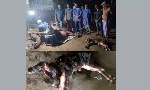 വളാഞ്ചേരിയിൽ ഇരട്ടത്തലയും ഒറ്റ ഉടലുമായി പശുക്കിടാവ്; പുറത്തെടുത്തത് ശസ്ത്രക്രിയയിലൂടെ