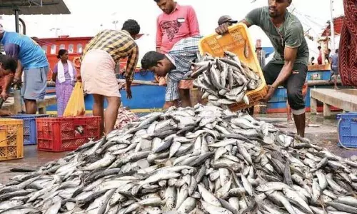 ചമ്പക്കര മീൻ മാർക്കറ്റിൽ മിന്നൽ പരിശോധന; പഴകിയ മീൻ കണ്ടെടുത്തു