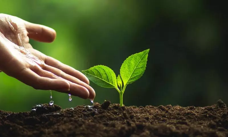 ബഹ്റൈനിൽ ബദൽശിക്ഷ തെരഞ്ഞെടുത്തവർ 370 വൃക്ഷത്തൈകൾ നട്ടു ബഹ്റൈനിൽ ബദൽശിക്ഷ തെരഞ്ഞെടുത്തവർ 370 വൃക്ഷത്തൈകൾ നട്ടു