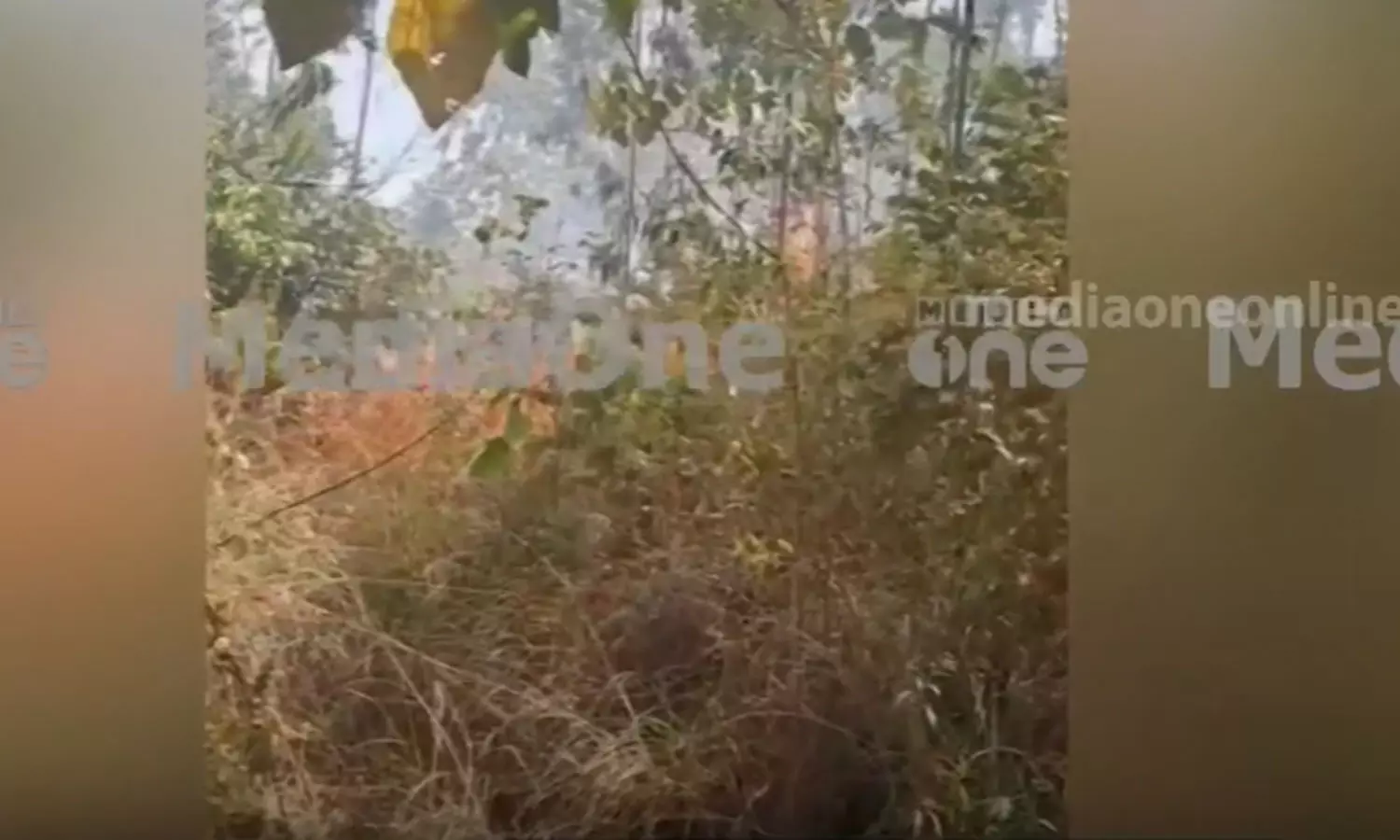 തിരുവനന്തപുരം പാലോട് ഇടിഞ്ഞാർ വനത്തിൽ തീപിടിത്തം തിരുവനന്തപുരം പാലോട് ഇടിഞ്ഞാർ വനത്തിൽ തീപിടിത്തം