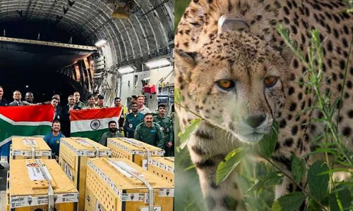 Project Cheetah,South Africa,Project Cheetah,South Africa,Gwalior,big cats