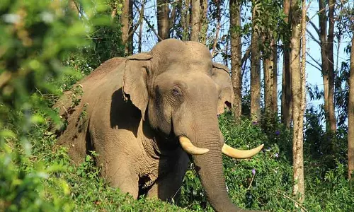 wild boar attack,Two deaths, elephent,