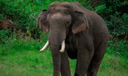 Arikompan,  Chief Wildlife Warden, shoot, elephent,