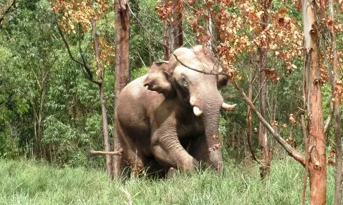 Arikomban, idukki, wiled elephant Arikomban, idukki, wiled elephant