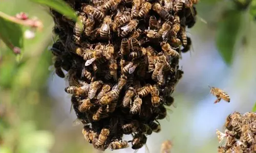 കാട്ടുതേനീച്ചയുടെ ആക്രമണത്തിൽ ഒരാൾ മരിച്ചു, bees attack,bee attack in Palakkad, പാലക്കാട്ട് കാട്ടുതേനീച്ചയുടെ ആക്രമണം,