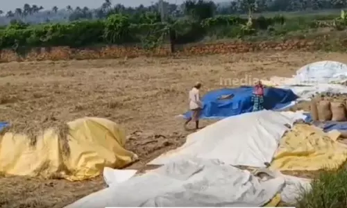toilet waste,paddy harvested, paddy,paddy field, Latest Malayalam News, Breaking News Malayalam, Malayalam News, News Malayalam, Todays Malayalam News,കോട്ടയത്ത് കൊയ്തു സൂക്ഷിച്ച നെല്ലിൽ കക്കൂസ് മാലിന്യം തള്ളി