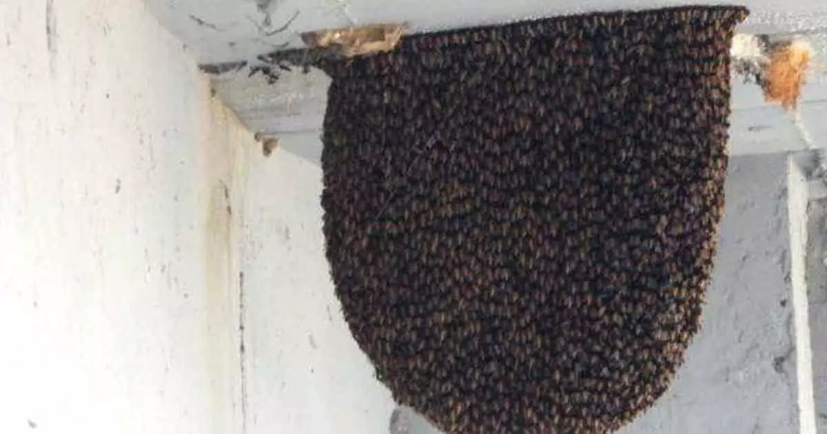 honey bee attack Athirappilly