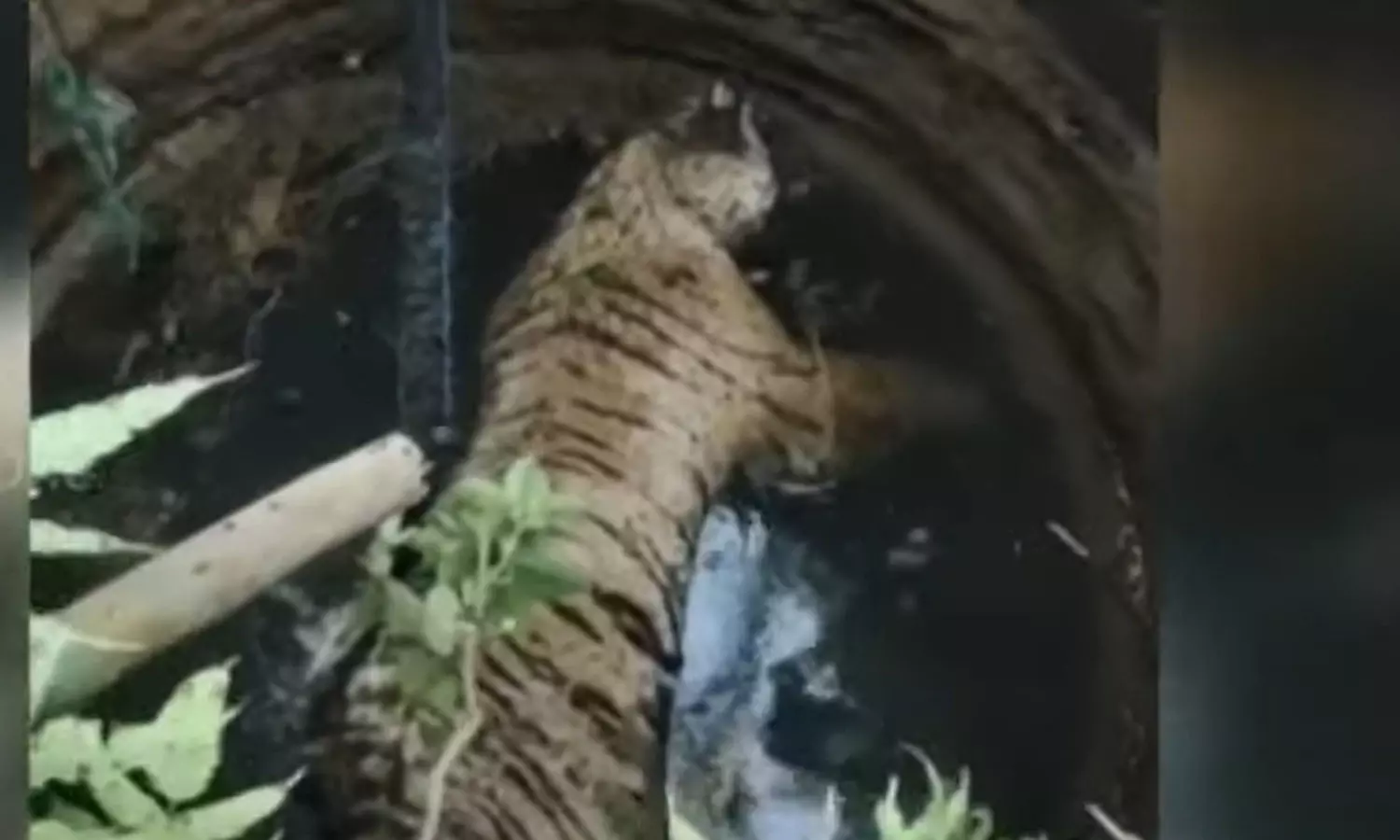 tiger,  dead, Wayanad,