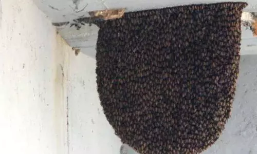 honey bee attack Athirappilly