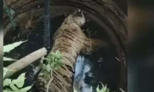 tiger,  dead, Wayanad,