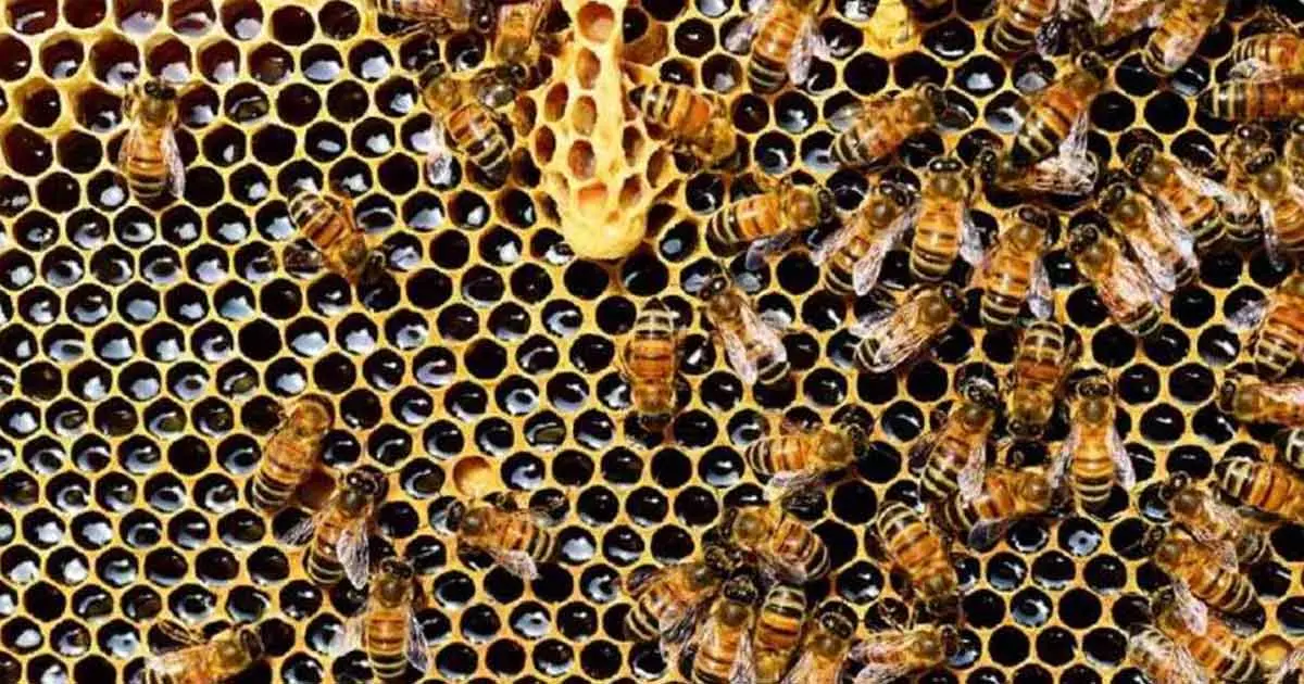 Kodagu honey bee attack