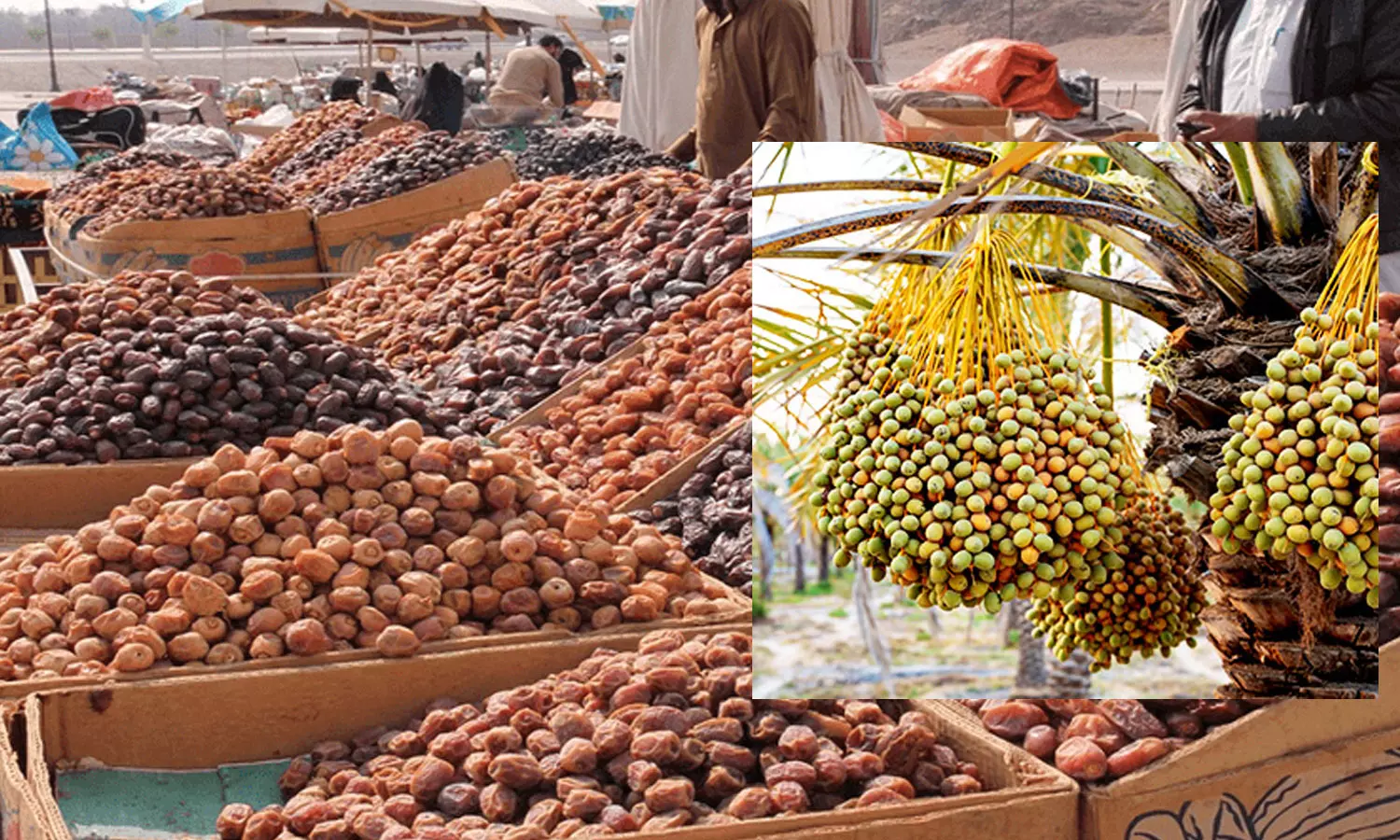dates, saudi arabia, gulf news dates, saudi arabia, gulf news