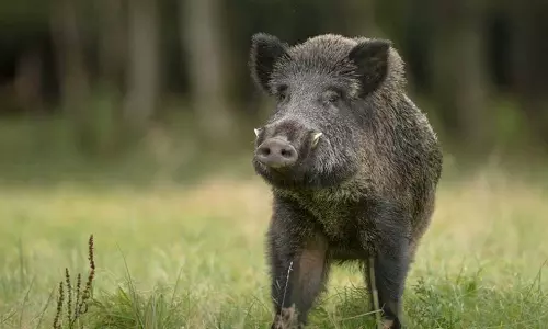 Chhattisgarh, woman fights wild boar,Woman fights wild boar to save 11-yr-old daughter,wild boar attack,latest news Chhattisgarh, woman fights wild boar,Woman fights wild boar to save 11-yr-old daughter,wild boar attack,latest news