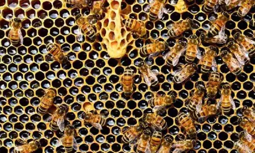 Kodagu honey bee attack