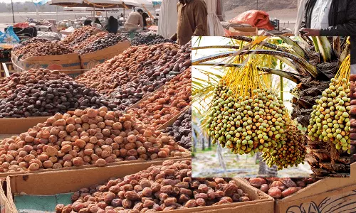 dates, saudi arabia, gulf news dates, saudi arabia, gulf news