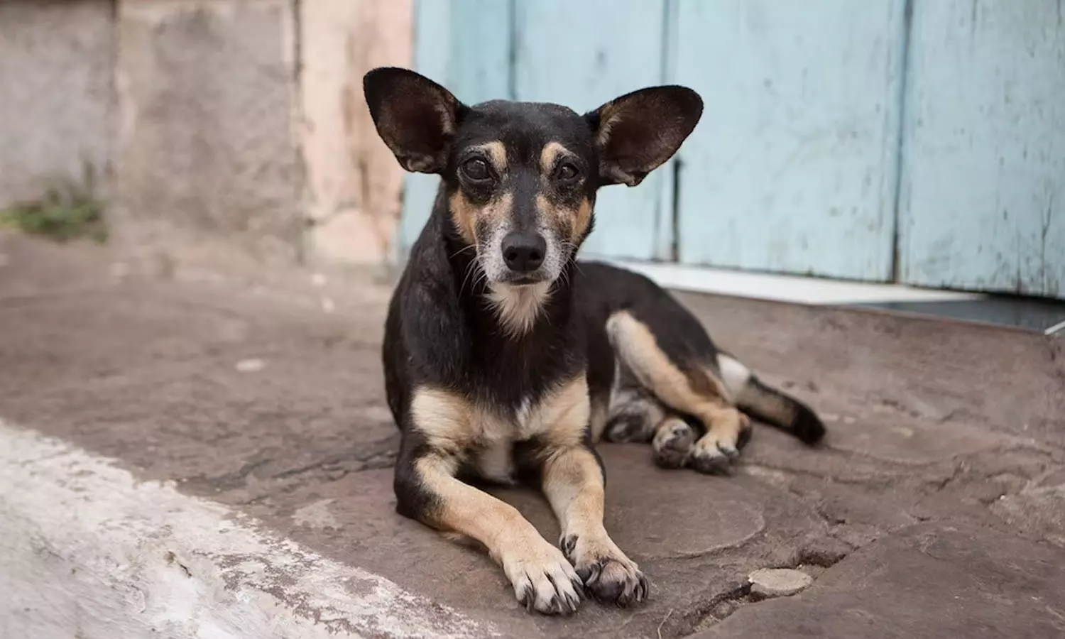 hospital, Rajasthan, death,street dog , sleeping, mother, hospital, Rajasthan, death,street dog , sleeping, mother,