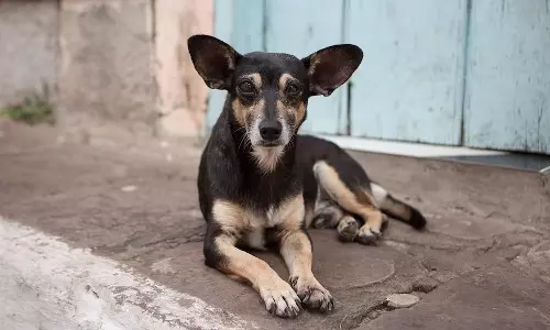 hospital,  Rajasthan, death,street dog , sleeping, mother,