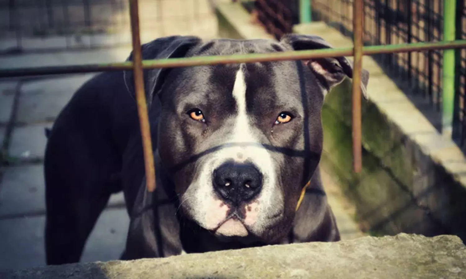 6 Year Old Girl In US Receives 1,000 Stitches On Face After Pit Bull Attack