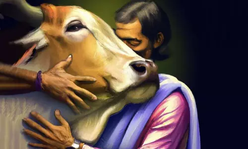 Delhi HC rejects the plea challenging withdrawal of Cow Hug Day