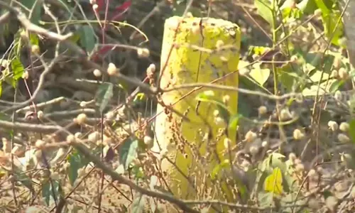 green fieldhighway palakkad survey over