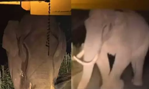 KSRTC, Munnar, Padayappa, കെ.എസ്.ആര്‍.ടി.സി, പടയപ്പ, മൂന്നാര്‍