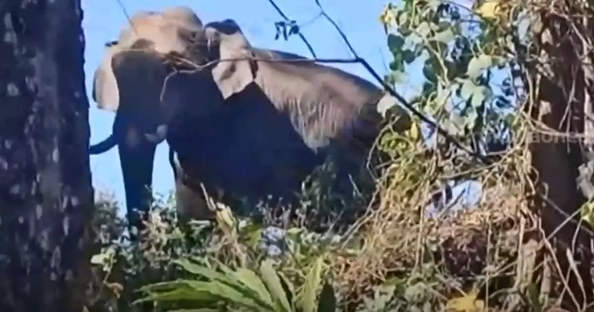 preparations to catch wild elephant arikomban