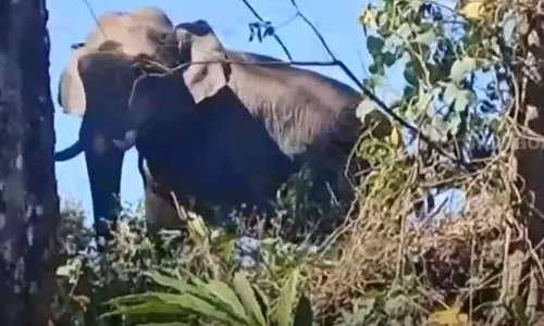 preparations to catch wild elephant arikomban