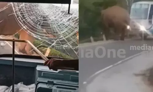 munnar,wild elephant attack on KSRTC,padayappa elephant, Breaking News Malayalam, Latest News, Mediaoneonline