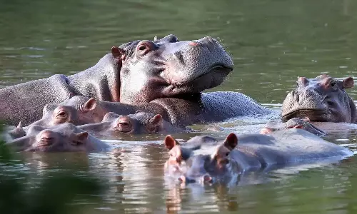 hippopotamuses,Colombia, Pablo Escobar