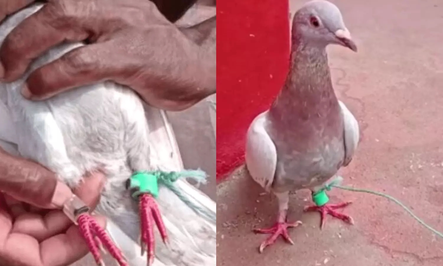 Suspected ‘spy’ pigeon with fitted devices on leg caught in Odisha Suspected ‘spy’ pigeon with fitted devices on leg caught in Odisha