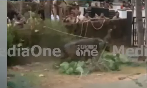 Worker injured in Kasargod buffalo attack dies