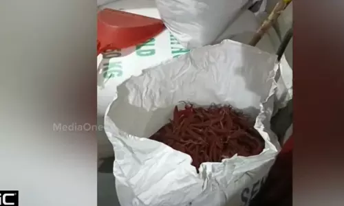 It is alleged that chillies were smuggled from Maveli store in Ramanatukara