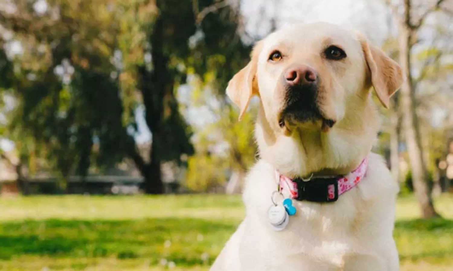 നിർത്താതെ കുര; അയൽവാസിയുടെ നായയെ ജീവനോടെ കുഴിച്ചുമൂടി 82കാരി നിർത്താതെ കുര; അയൽവാസിയുടെ നായയെ ജീവനോടെ കുഴിച്ചുമൂടി 82കാരി