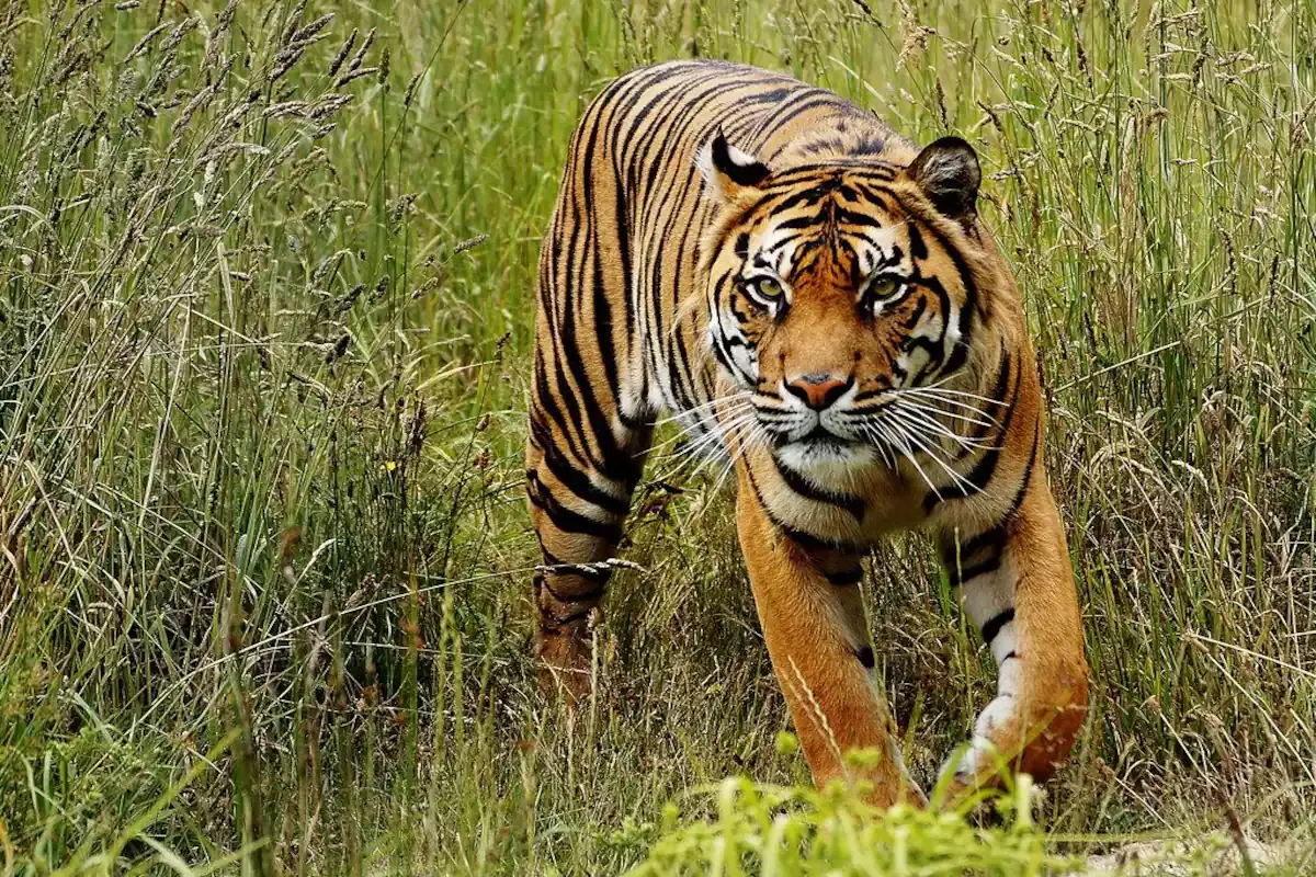 Cow,injured ,tiger attack,wayanad,nenmeni,കടുവ, ആക്രമണം,വയനാട്,നെന്‍മേനി