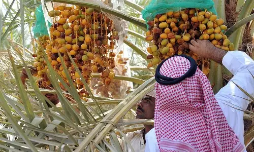 Saudi dates distribution to 72 countries has started Saudi dates distribution to 72 countries has started