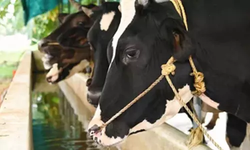 disease cows pathanamthitta