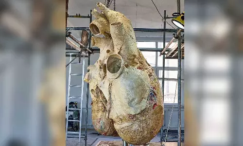 heart of bluewale, preserved heart of a blue whale,
