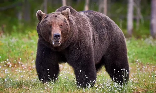 Youth injured in bear attack in Wayanad