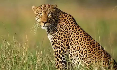 Tiger landed in Wadakkanchery