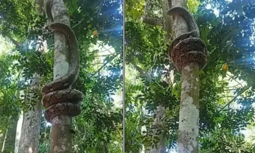 python climbs up tree python climbs up tree